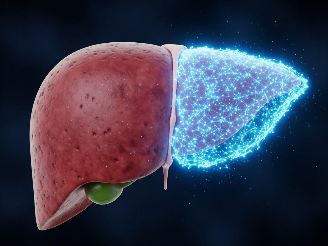 Liver Regeneration Explained: How Many Times Can Your Liver Grow Back?