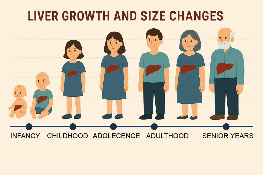 Normal Liver Size in cm by Age