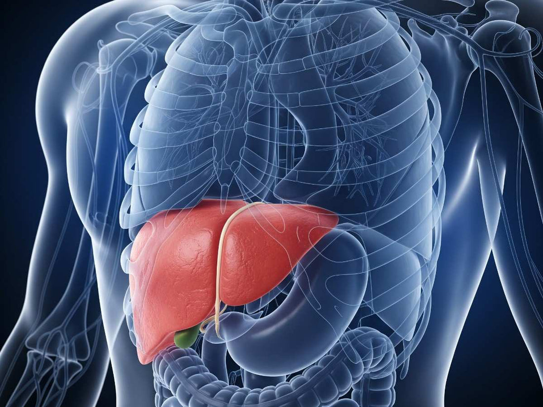 Can You Live Without a Liver? Understanding Liver Function and Survival