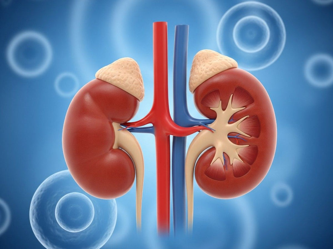 Is Vitamin D3 Good for Kidney Disease?