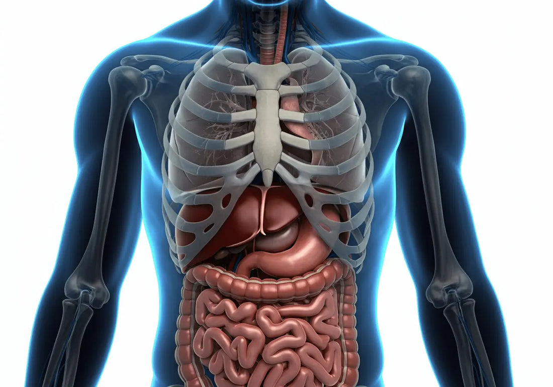 Spleen vs Liver: What You Need to Know About These Vital Organs