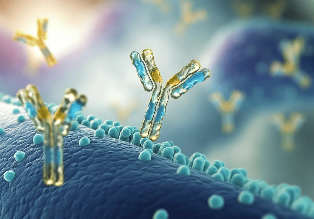 Can Fatty Liver Cause a Positive Smooth Muscle Antibody Test?
