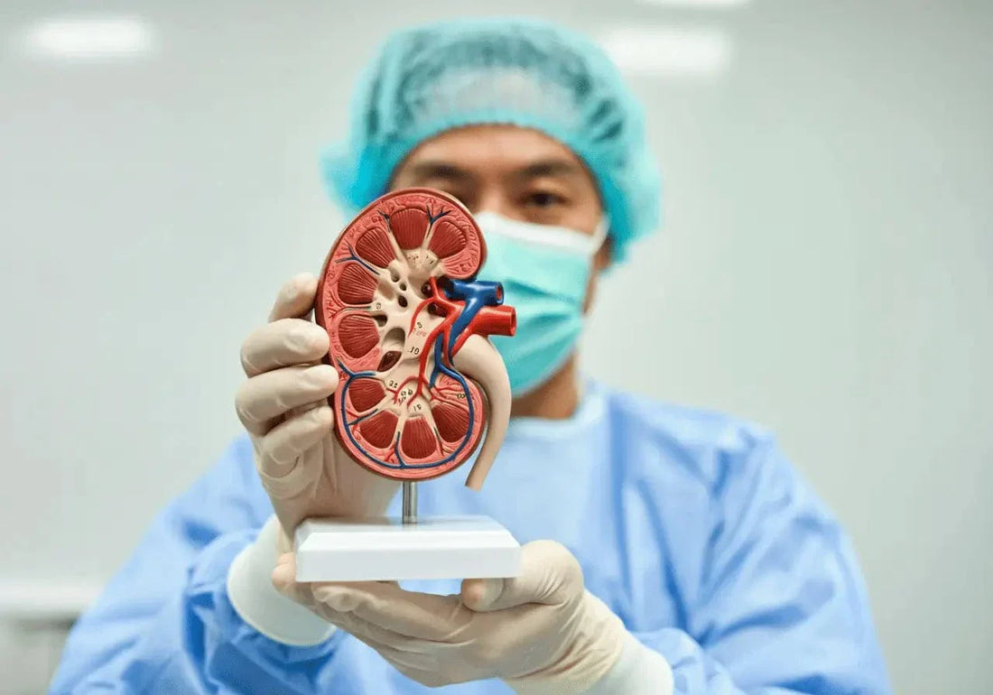 How Much Is a Kidney Transplant? What You Need to Know About the Costs