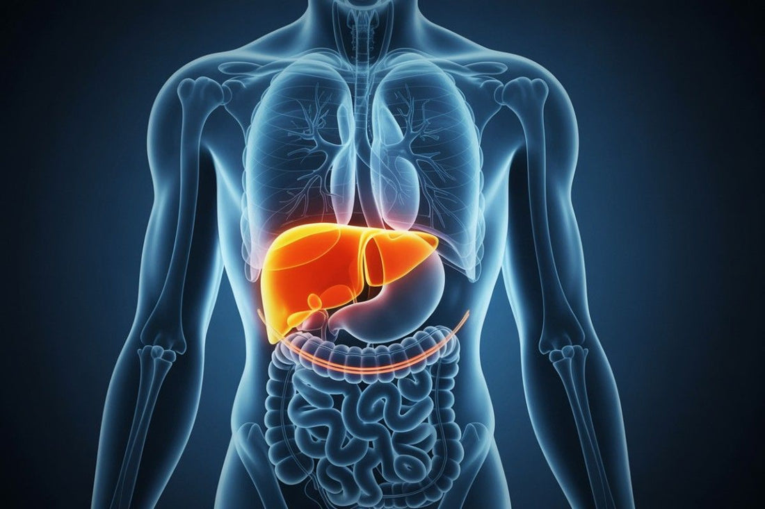 How Long Does It Take for an Enlarged Liver to Return to Normal?
