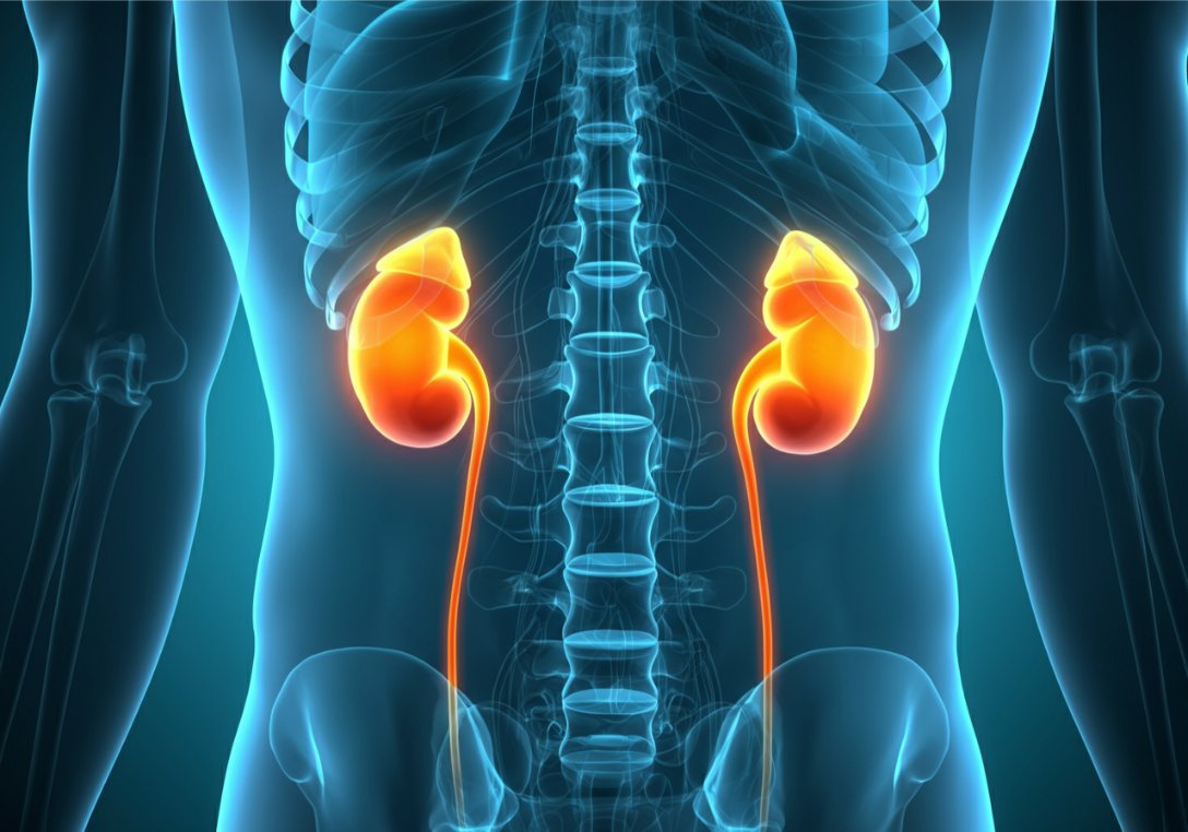Could an Artificial Kidney Be the Future Beyond Dialysis?