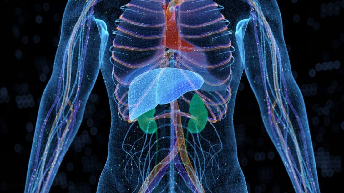 Can High Liver Enzymes Cause Death? Understanding the Risks and Prevention