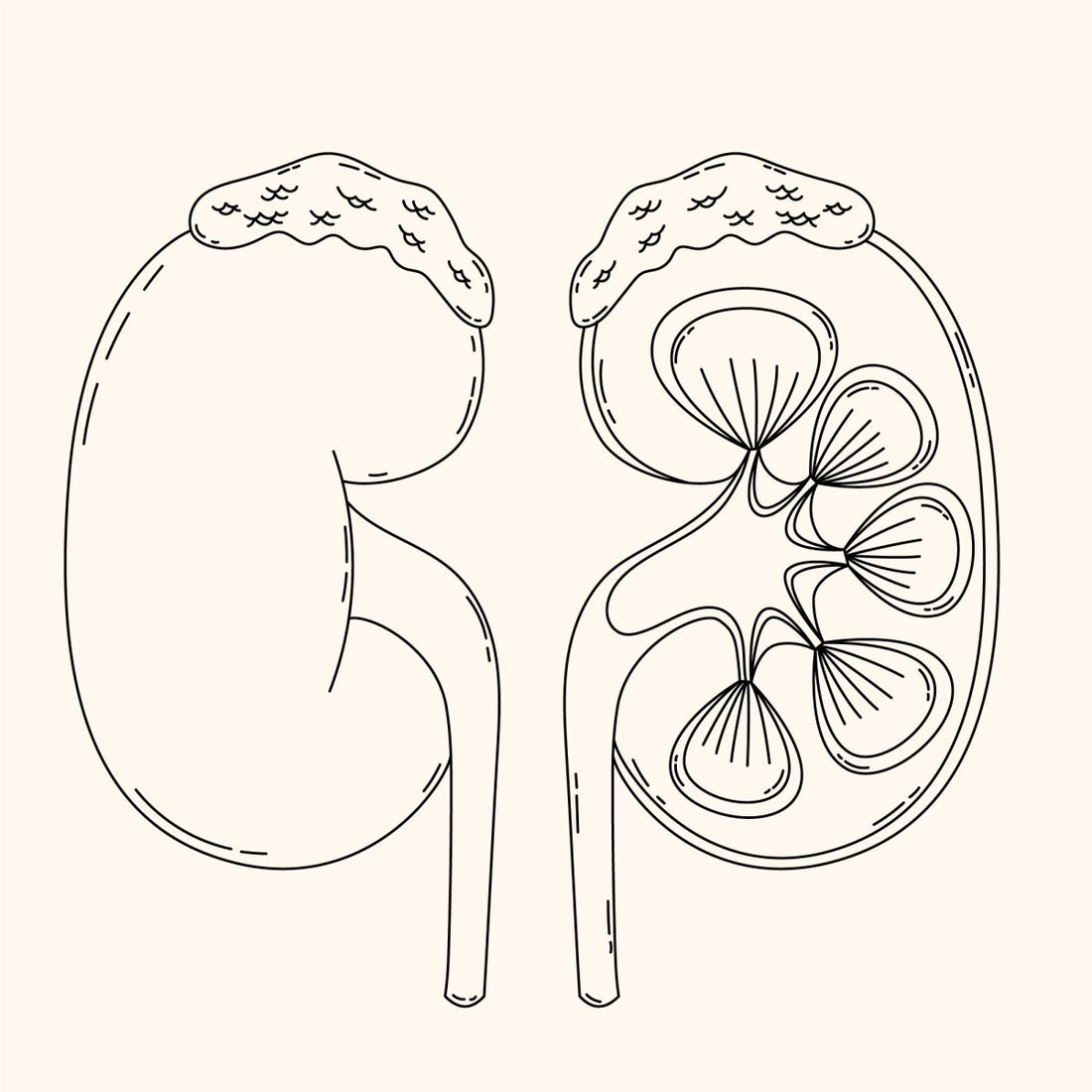 Blog How to Protect Your Kidneys