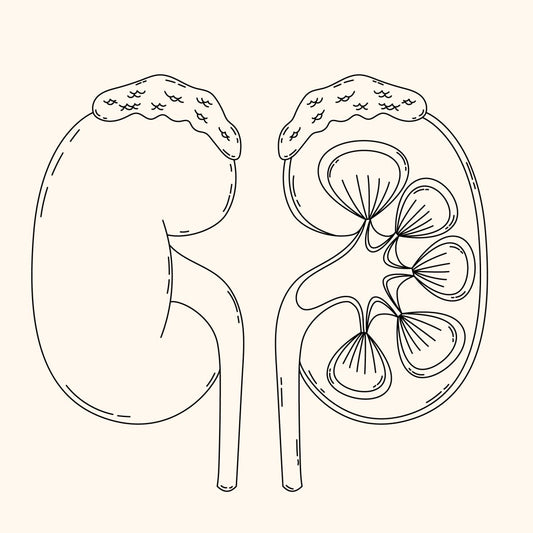 Blog How to Protect Your Kidneys