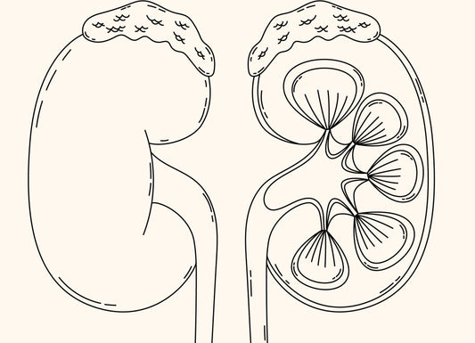 Blog How to Protect Your Kidneys