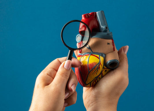 A heart model held by the right hand, a magnifying glass held by the left hand. Blue background. How to prepare for a home cholesterol test.