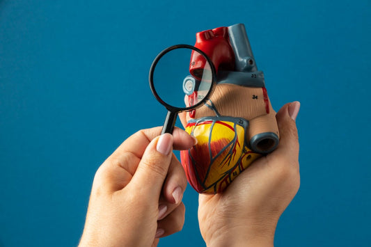 A heart model held by the right hand, a magnifying glass held by the left hand. Blue background. How to prepare for a home cholesterol test.