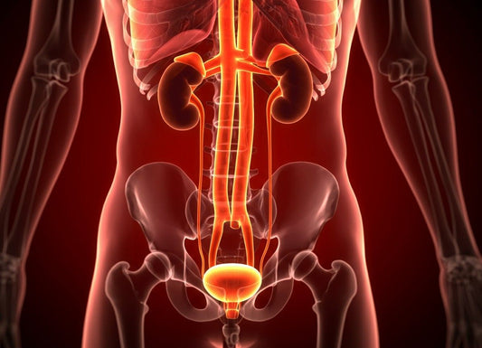 Fungal UTI: Symptoms, Causes, and Treatment You Should Know