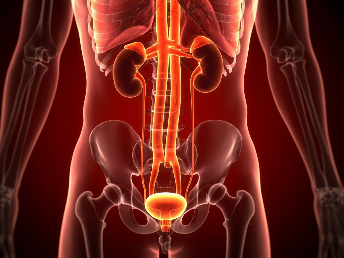 Fungal UTI: Symptoms, Causes, and Treatment You Should Know