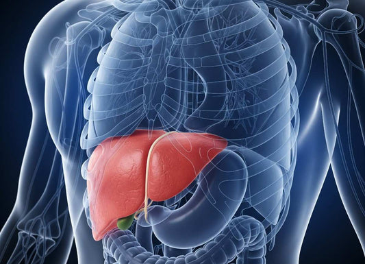 Can You Live Without a Liver? Understanding Liver Function and Survival