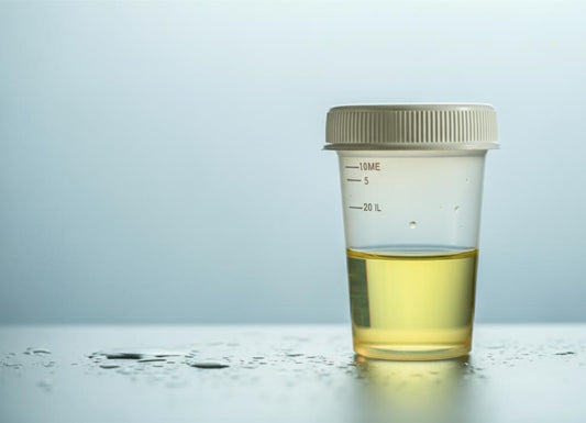 Why Does UTI Cause Proteinuria?