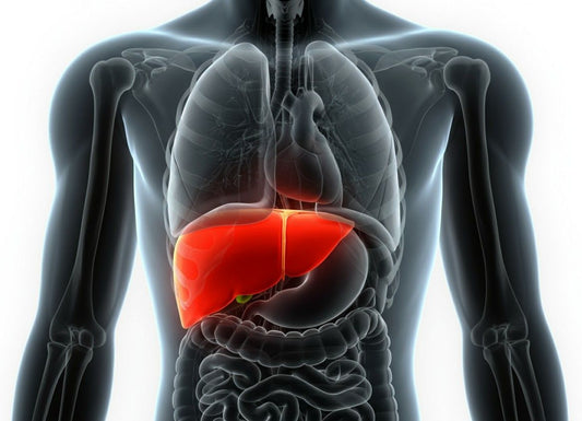 What Causes an Enlarged Liver?