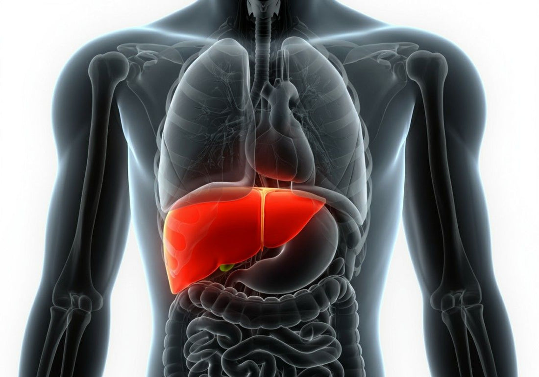 What Causes an Enlarged Liver?