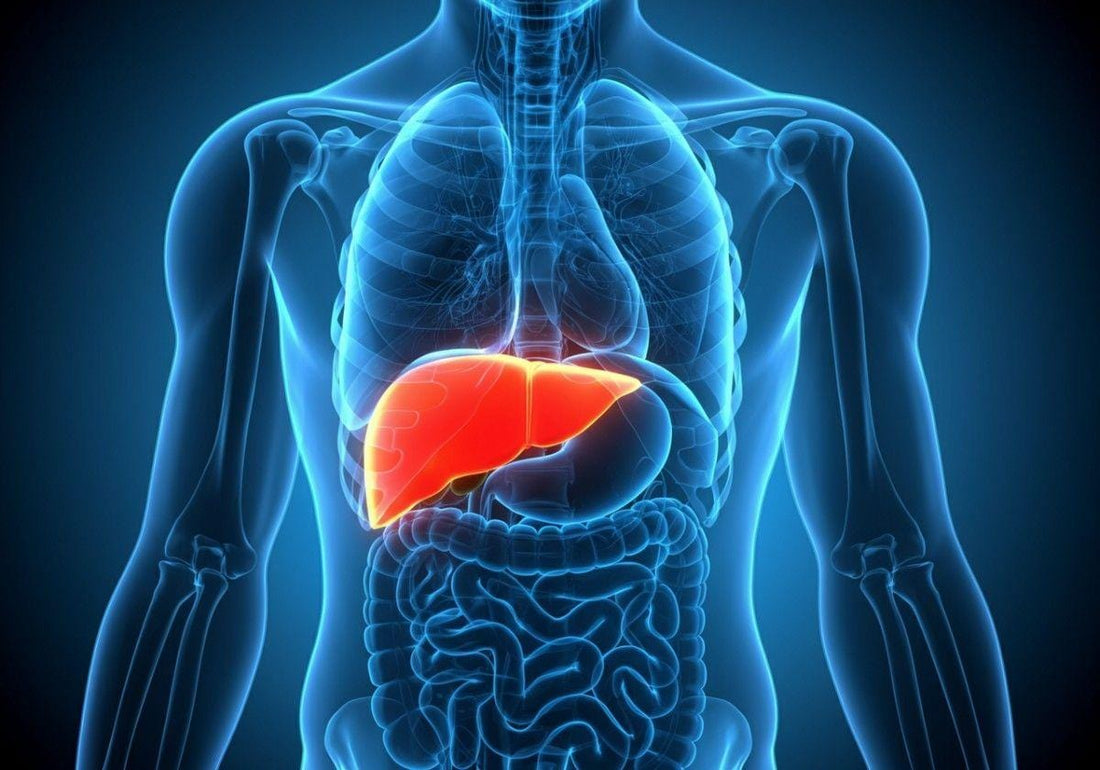 What quadrant is the liver in?