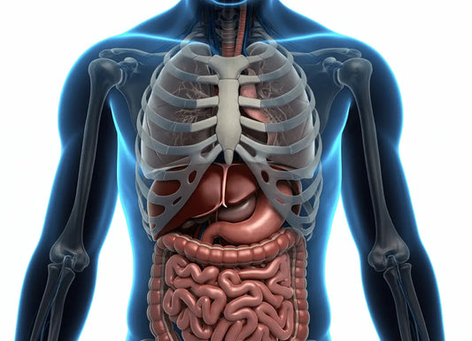 Spleen vs Liver: What You Need to Know About These Vital Organs