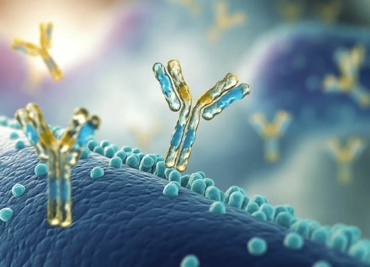 Can Fatty Liver Cause a Positive Smooth Muscle Antibody Test?