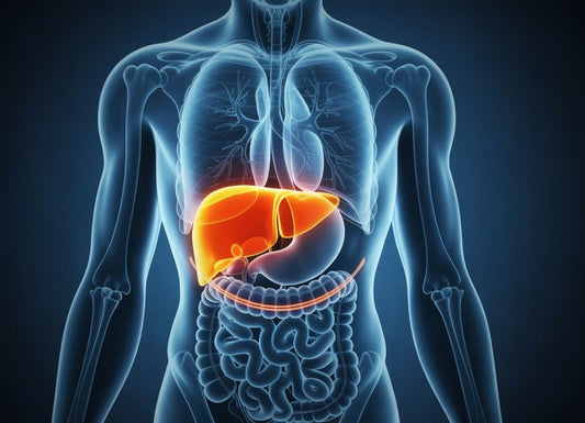 How Long Does It Take for an Enlarged Liver to Return to Normal?