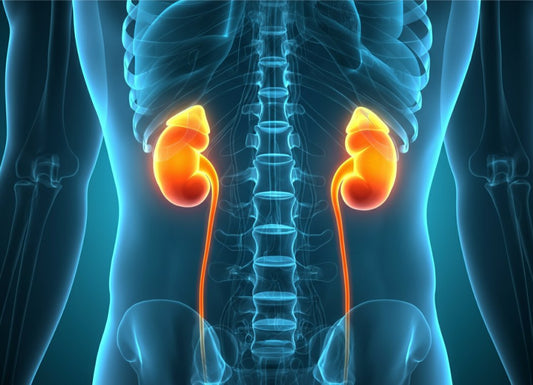 Could an Artificial Kidney Be the Future Beyond Dialysis?