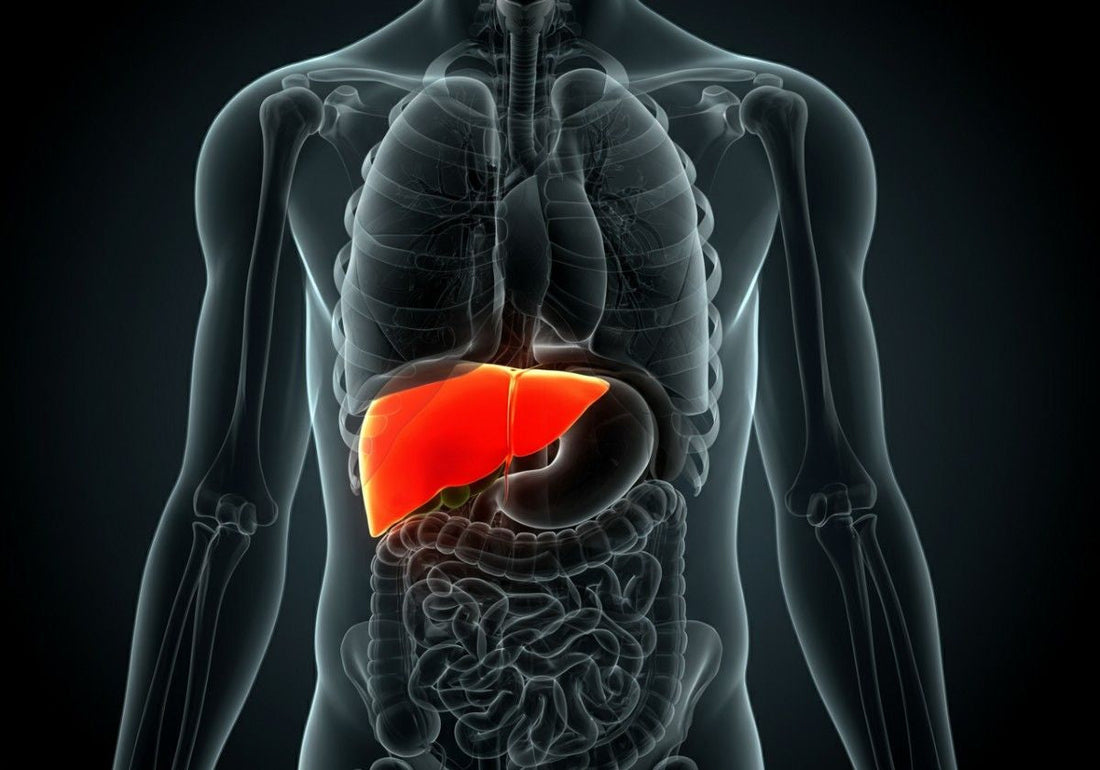 Liver Laceration: What It Means, How It's Treated, and What Recovery Looks Like