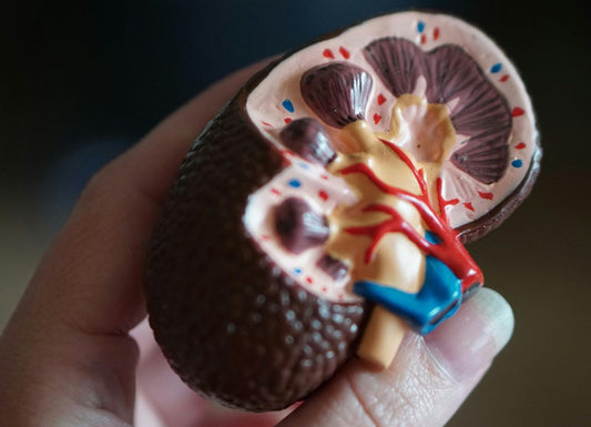 Stage 5 Kidney Disease: What It Means and How to Manage It
