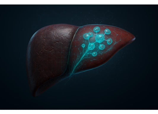 Can Your Liver Regenerate? Useful Diet, Lifestyle Changes, and Medical Support Liver Repair