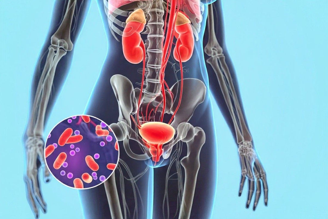 Fungal UTI vs. Bacterial UTI: What’s the Difference?