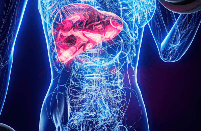 Anatomical illustration of a human body with highlighted liver.